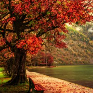 Bel Automne à la Mer des Rois